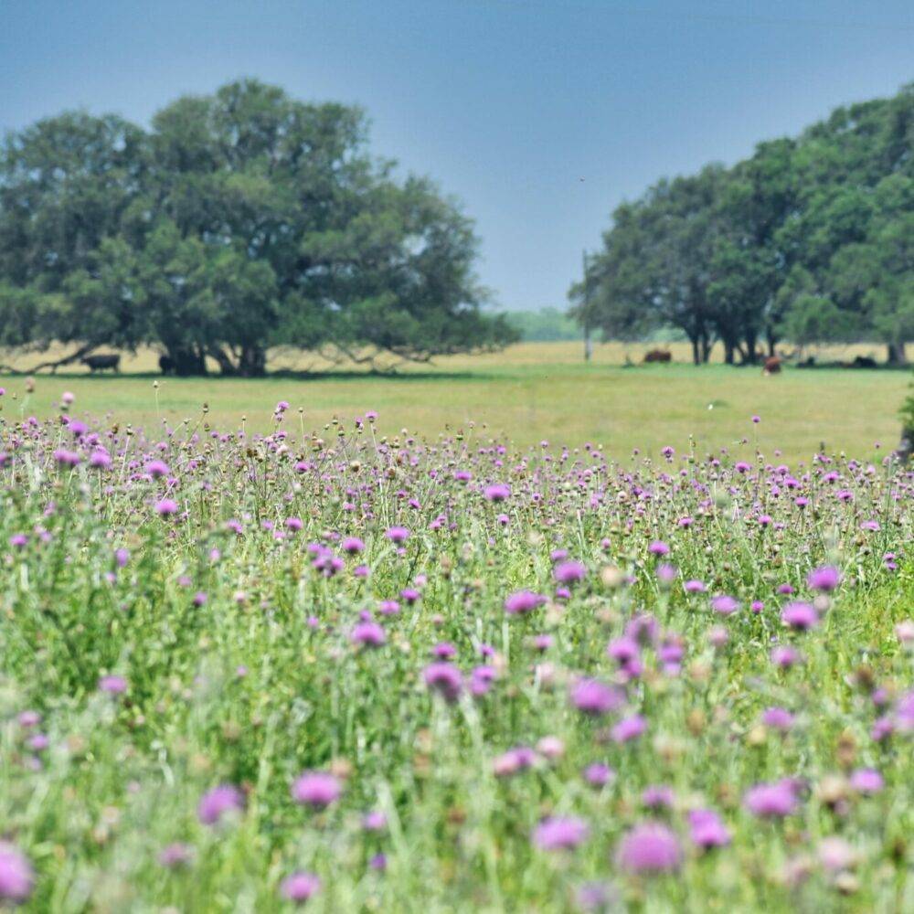 Woodrow Call Ranch Texas Land for Sale | Lonestar Land Sales - Great Deals Await You ...
